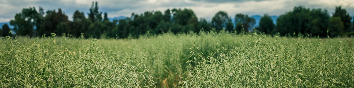 Banner 1